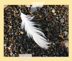 feather on rocks