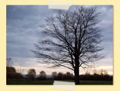 Image of Tree at Sunset 