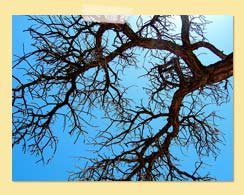 Image of tree against blue sky